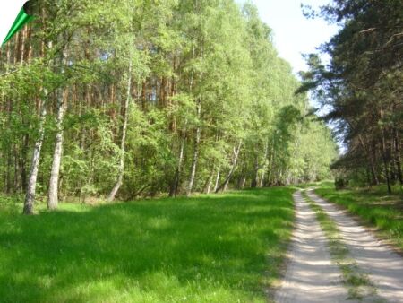 Zdjęcie Droga leśna okolice Widawy _004_004_558